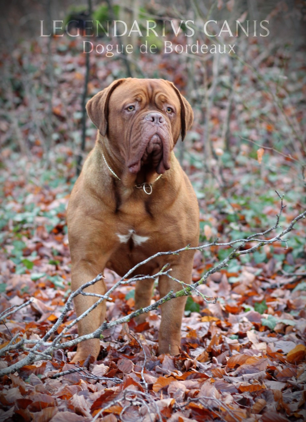 Vendetta De L'Hannya Rouge