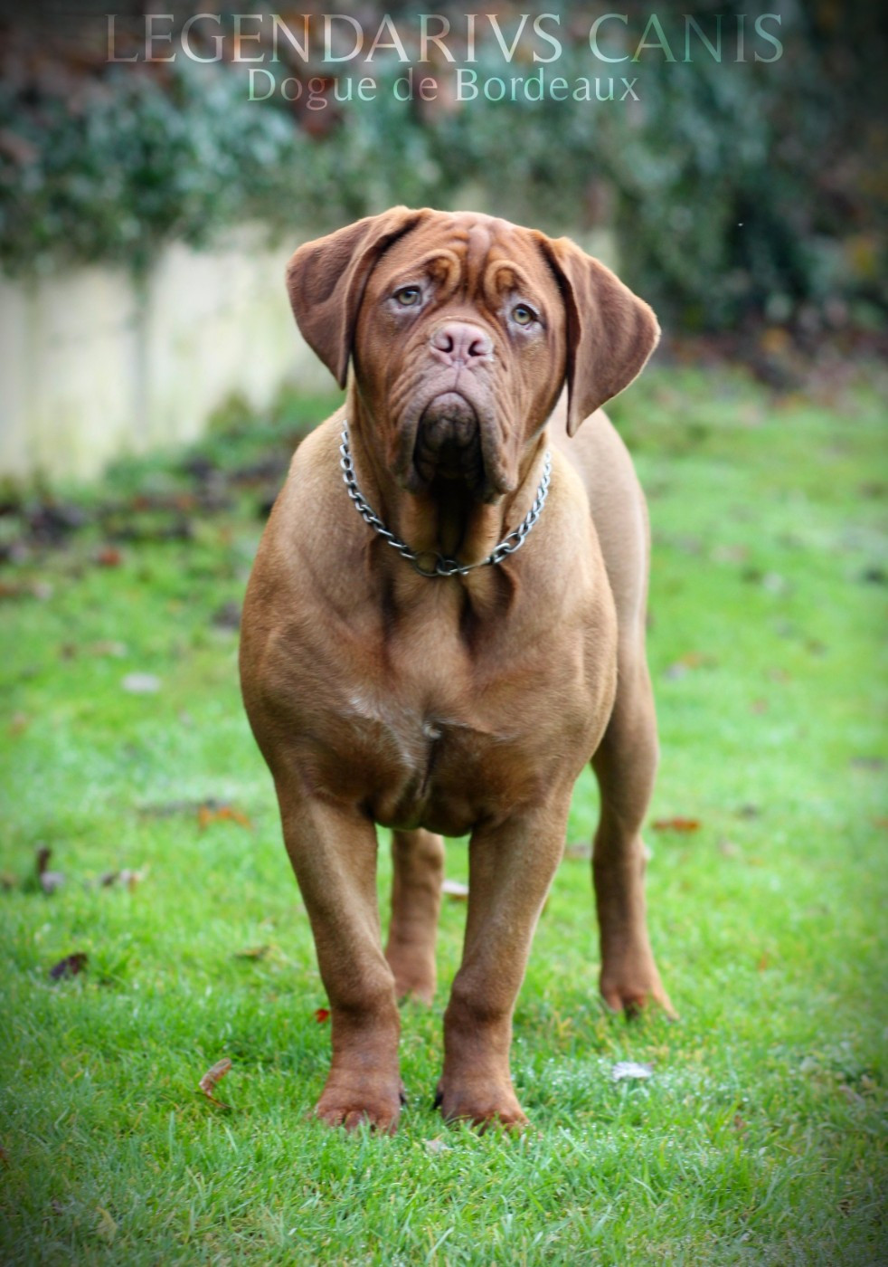 Legendarivs Canis Armageddon