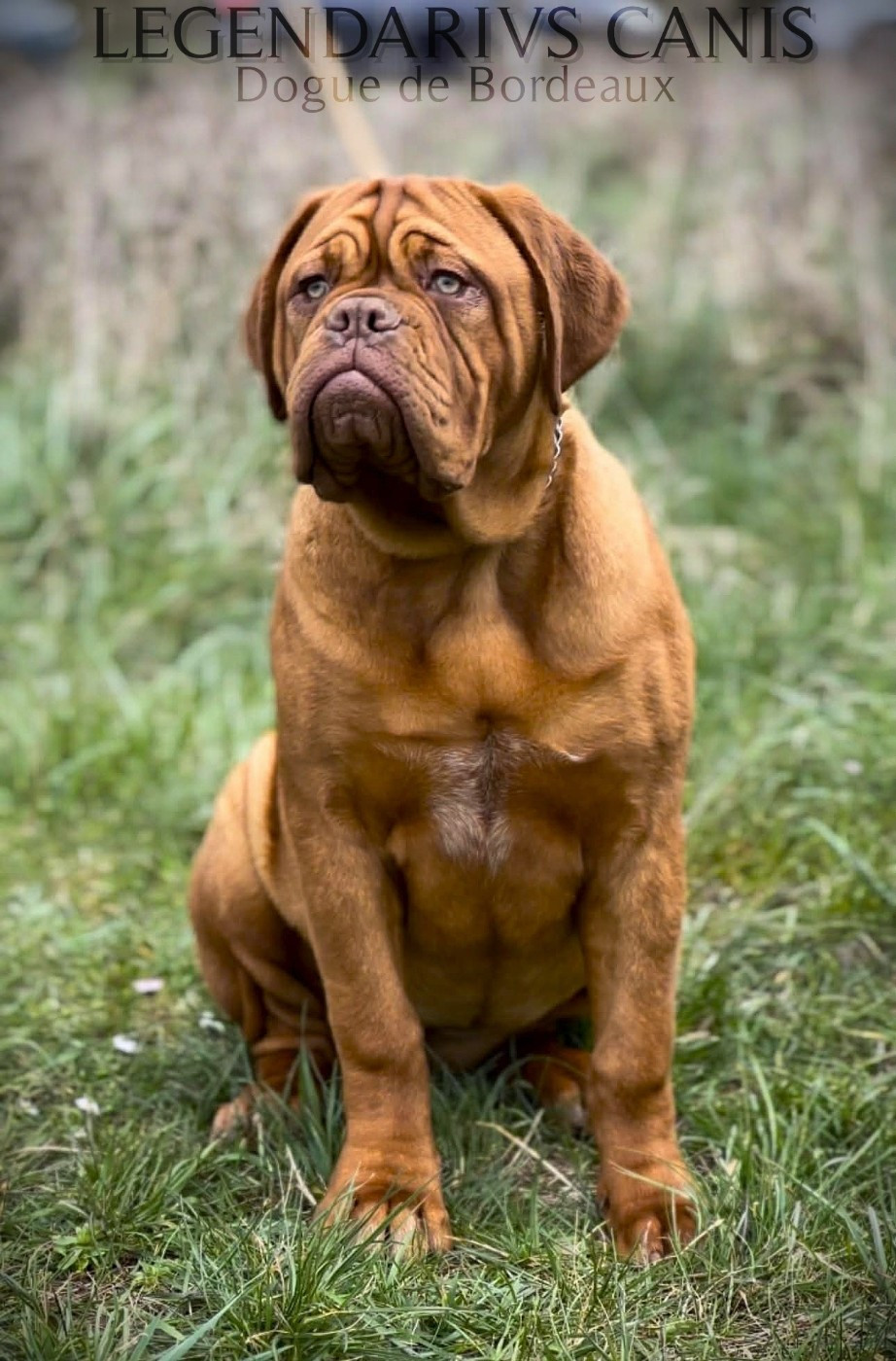 Legendarivs Canis APOGÉE « Peggy »