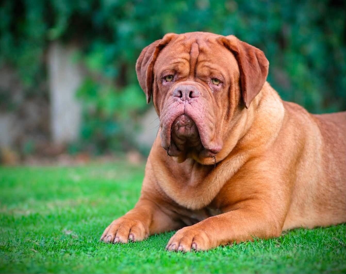 Legendarivs Canis Apogée "Toro"