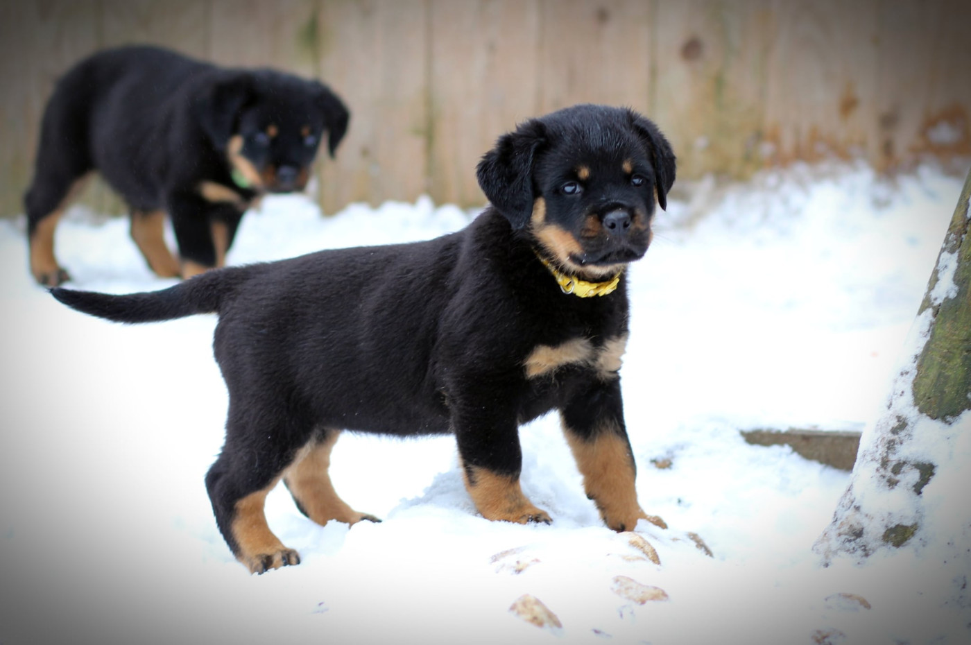 Chiots LOF disponibles !