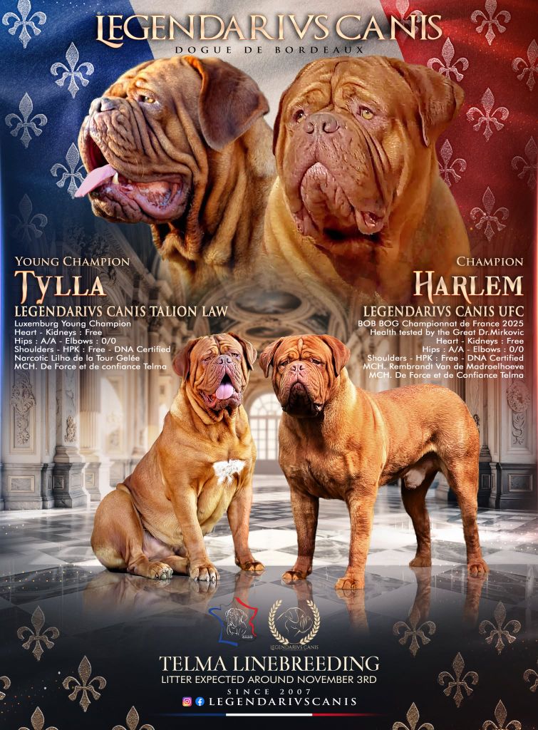 Des bébés à venir !!!