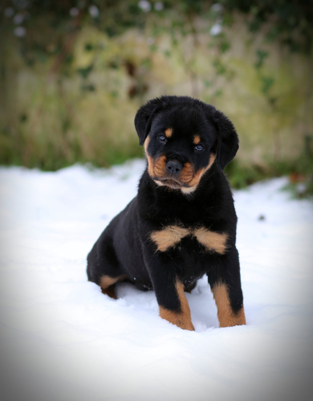 Legendarivs Canis - Chiots disponibles - Rottweiler