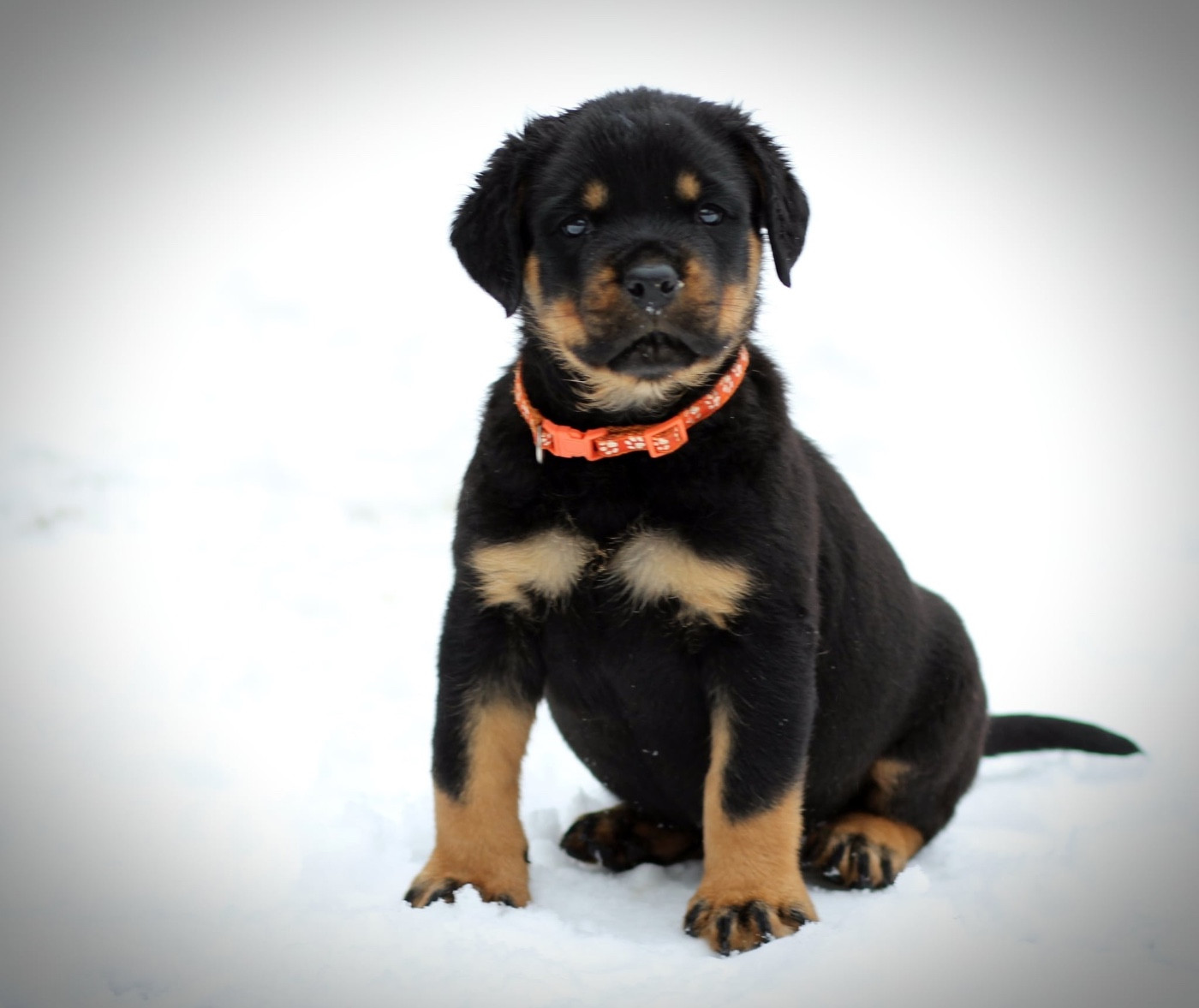 Legendarivs Canis - Chiots disponibles - Rottweiler