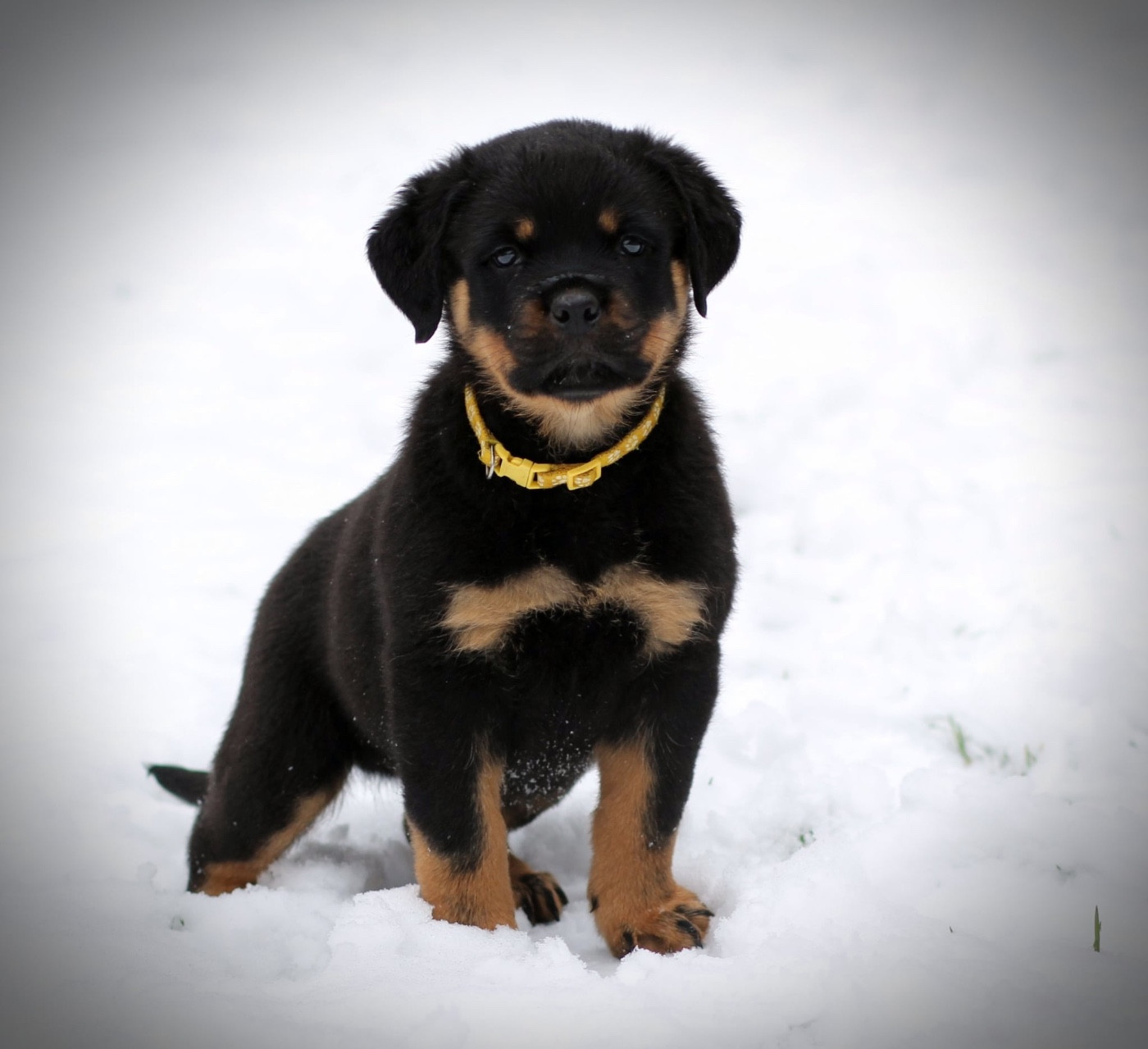 Legendarivs Canis - Chiots disponibles - Rottweiler