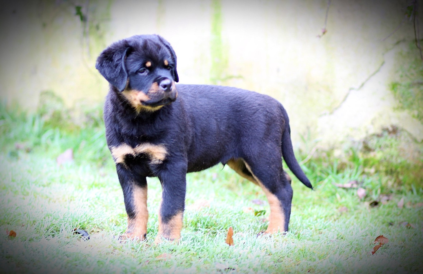 Legendarivs Canis - Chiots disponibles - Rottweiler