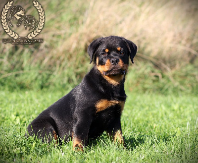 CHIOT 2