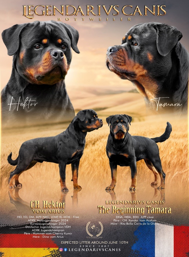 Chiot Rottweiler Legendarivs Canis