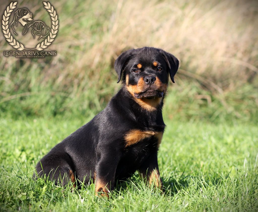 Legendarivs Canis - Chiots disponibles - Rottweiler